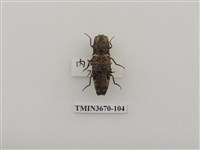 藏品(叩頭蟲(1))的圖片